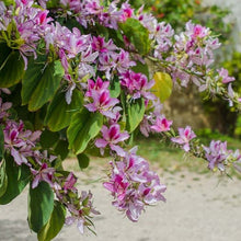 Load image into Gallery viewer, Pink Orchid Tree Seeds

