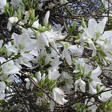 Load image into Gallery viewer, White Orchid Tree Seeds
