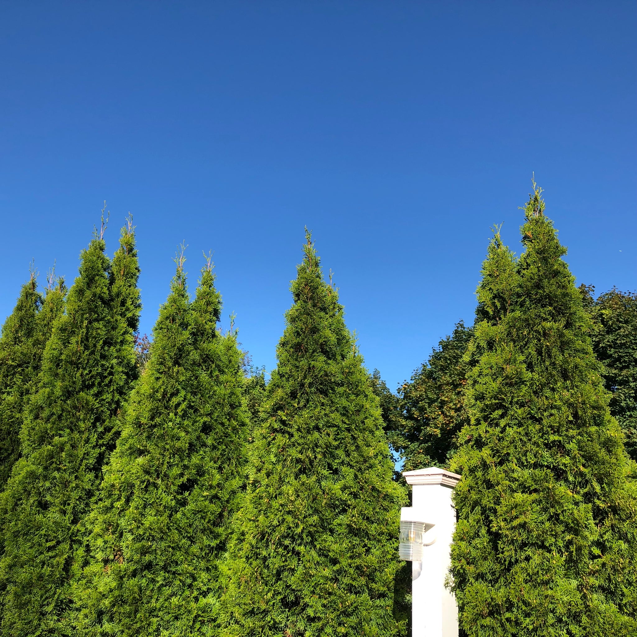 arborvitae seeds for planting Arborvitae Tree Seeds