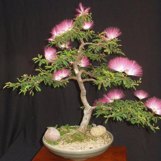 Mimosa Tree Seeds – SEEDTOPIA