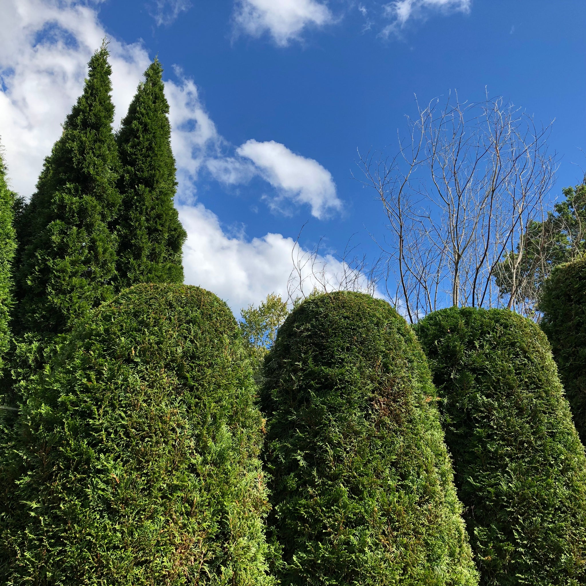 arborvitae seeds for planting Arborvitae Tree Seeds – SEEDTOPIA