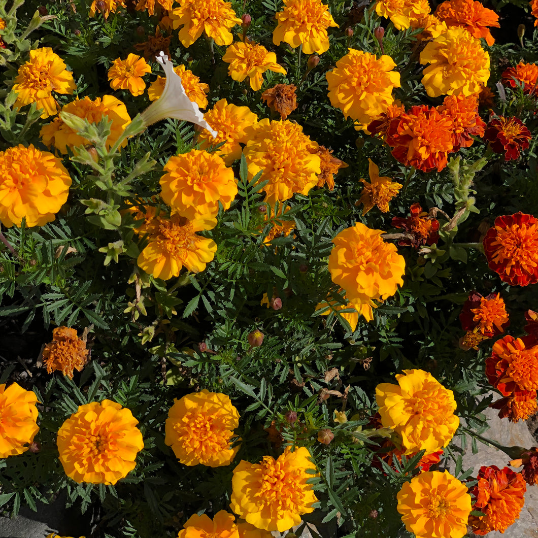 Crackerjack French Marigold Flower Seeds