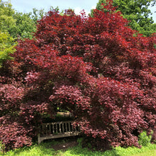 Load image into Gallery viewer, Bloodgood Japanese Maple Tree (Acer Palmatum &#39;Bloodgood&#39;) Seeds
