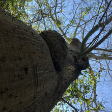 Load image into Gallery viewer, White Kapok Silk Cotton Tree Seeds
