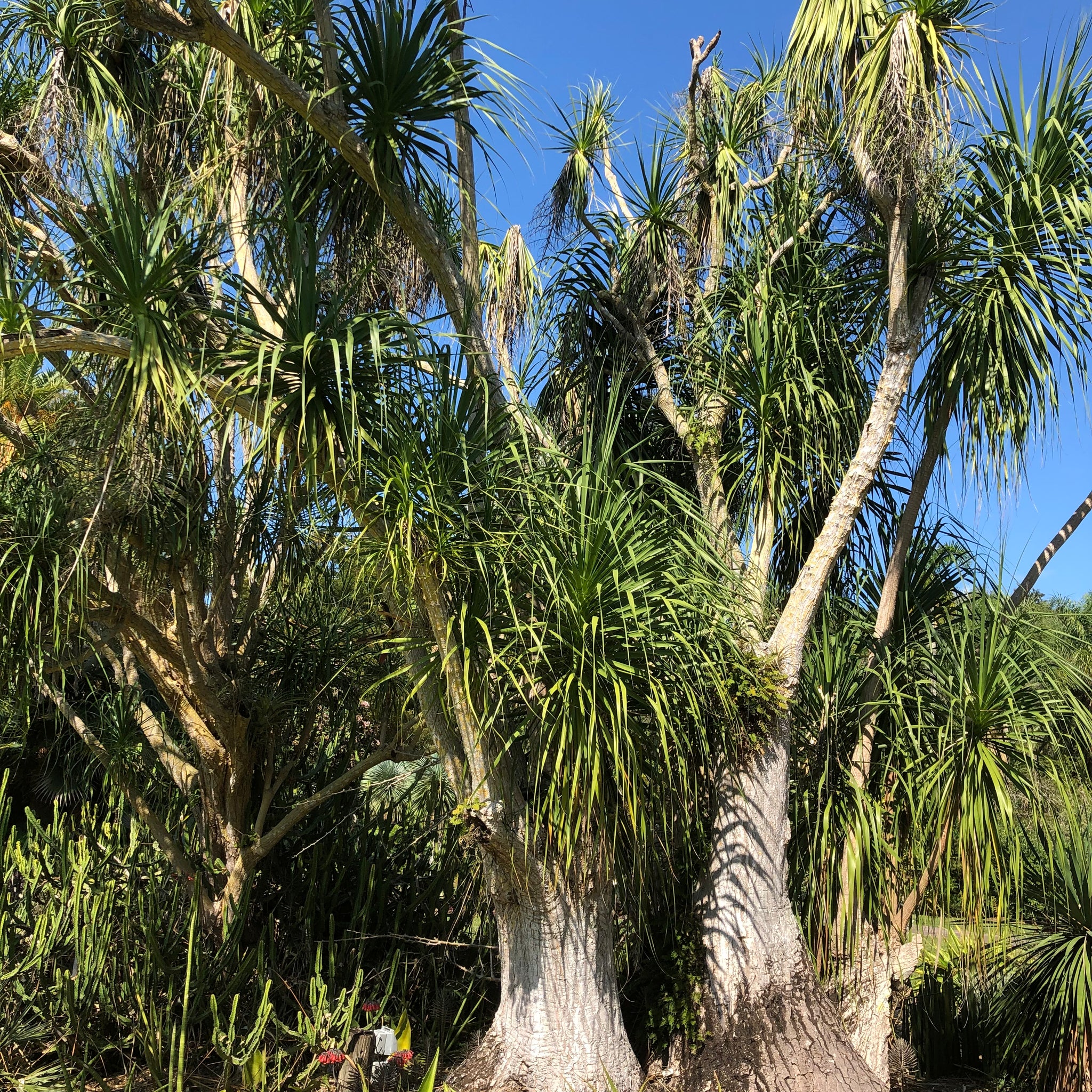 Ponytail Palm Tree Seeds – SEEDTOPIA