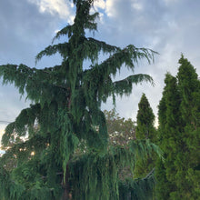 Load image into Gallery viewer, Weeping Spruce / Temple Juniper Tree Seeds
