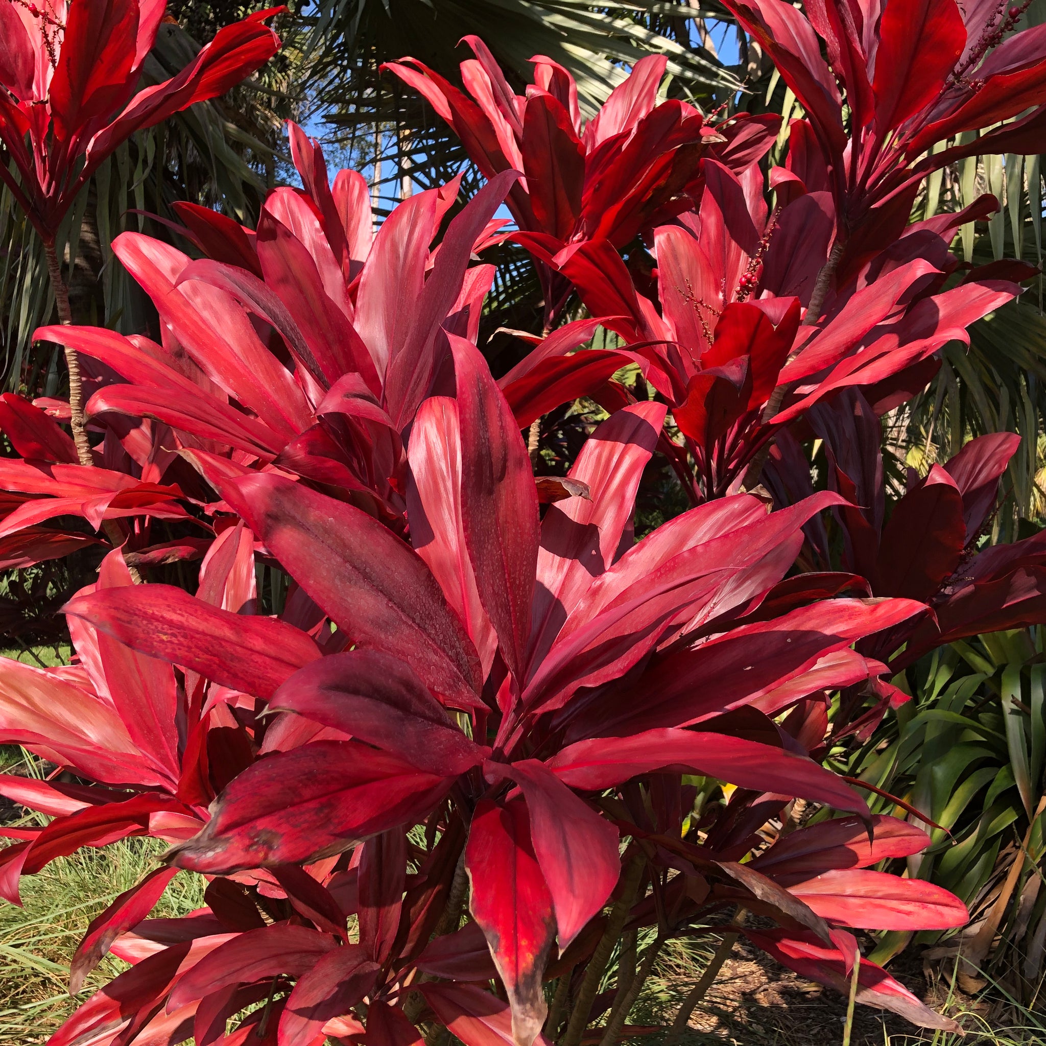 ti plant seeds Red Fire Cordyline Ti Plant Seeds