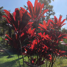 Load image into Gallery viewer, Red Fire Cordyline Ti Plant Seeds
