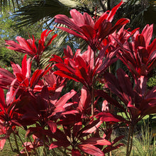 Load image into Gallery viewer, Red Fire Cordyline Ti Plant Seeds
