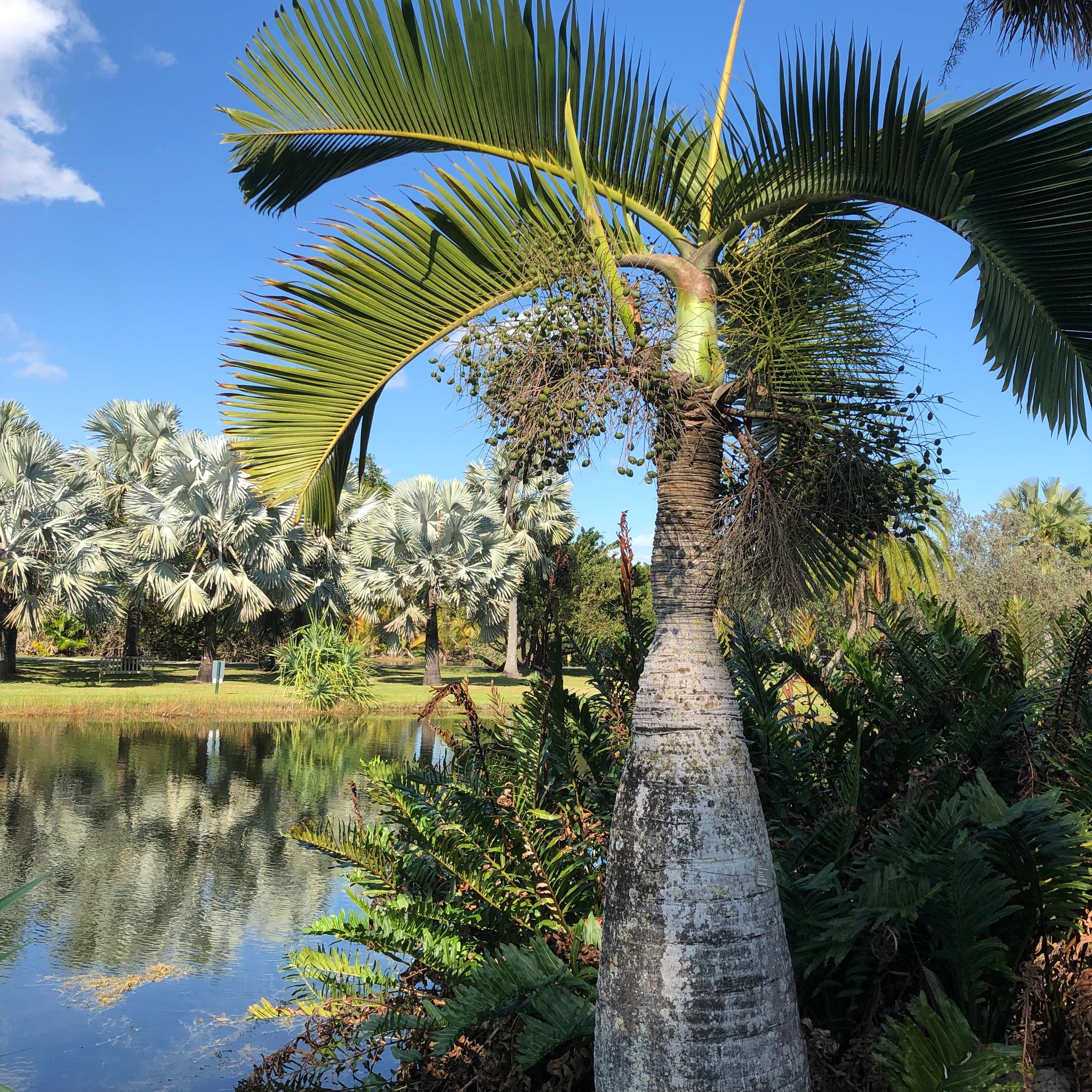 plant palm seeds Bottle Palm Tree Seeds – SEEDTOPIA