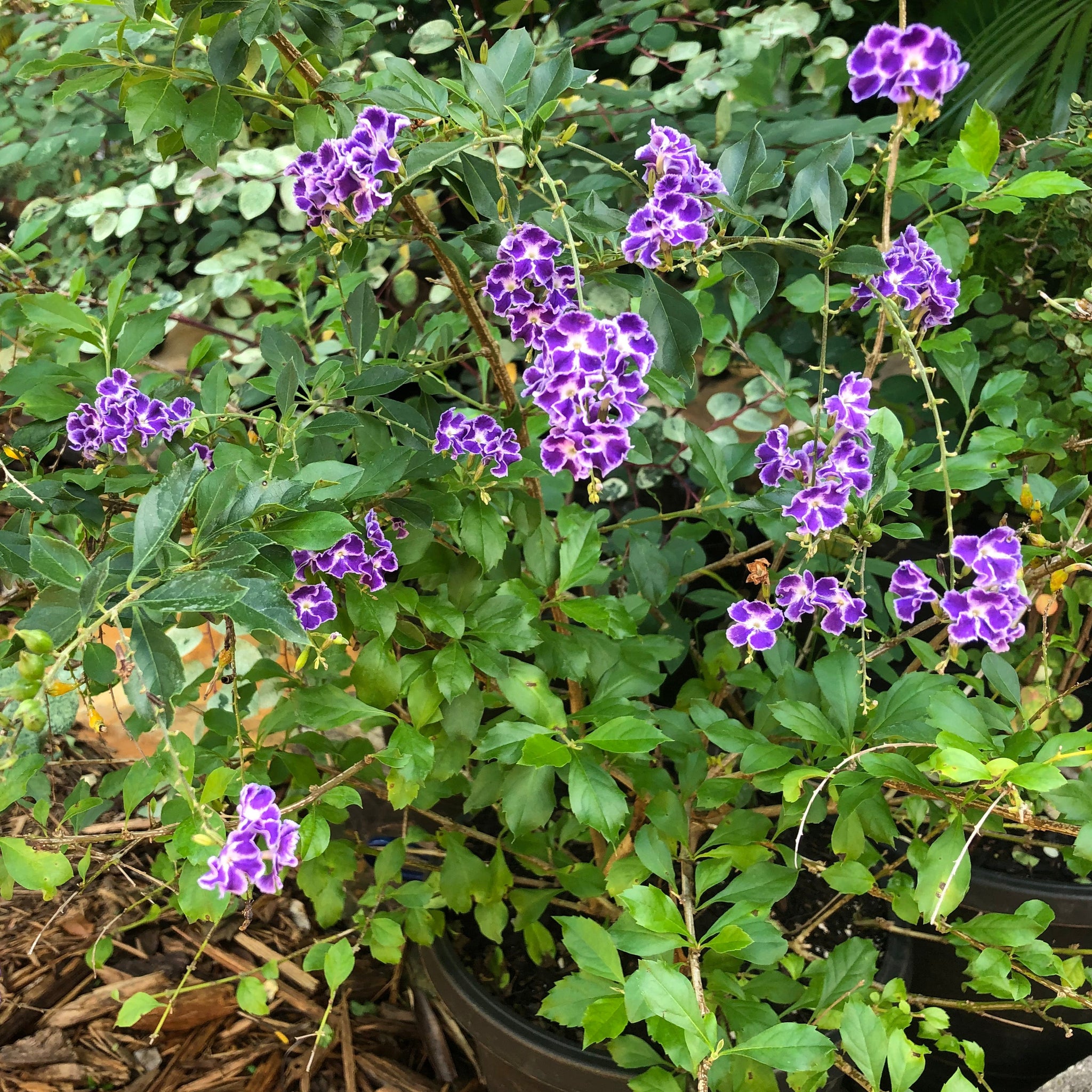 duranta plant seeds Sapphire Shower Duranta Plant Seeds – SEEDTOPIA