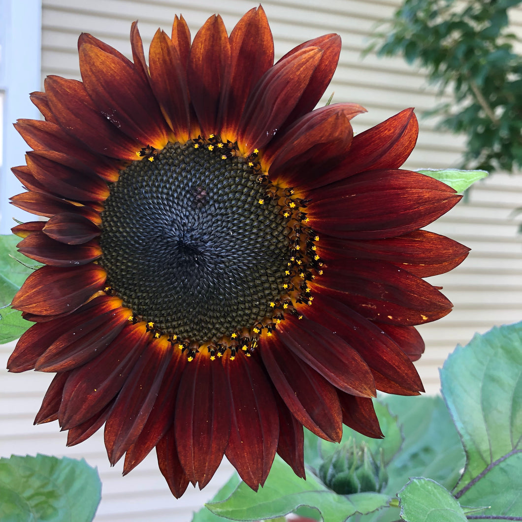 Velvet Queen Sunflower Plant Seeds