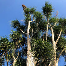 Load image into Gallery viewer, Ponytail Palm Tree Seeds
