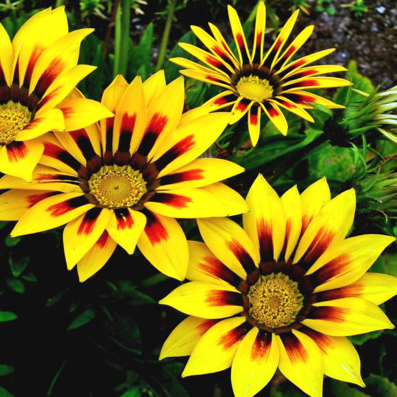 Gazania Treasure Flower Seeds