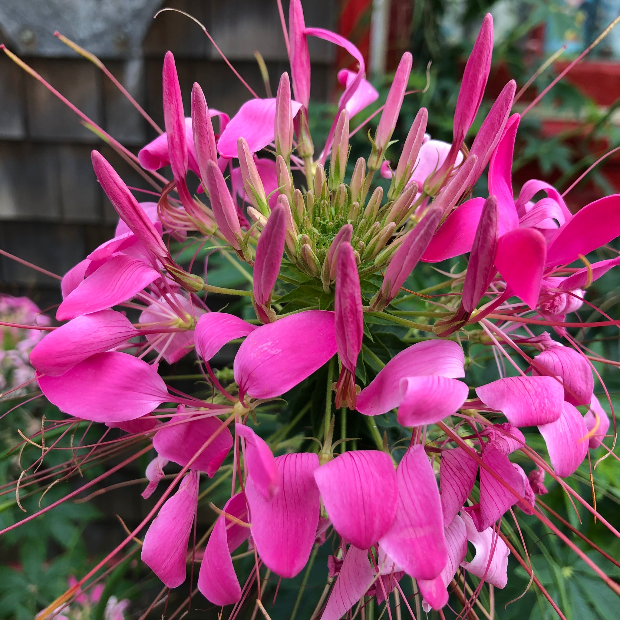 spider flower seeds Cleome Spider Flower Seeds – SEEDTOPIA