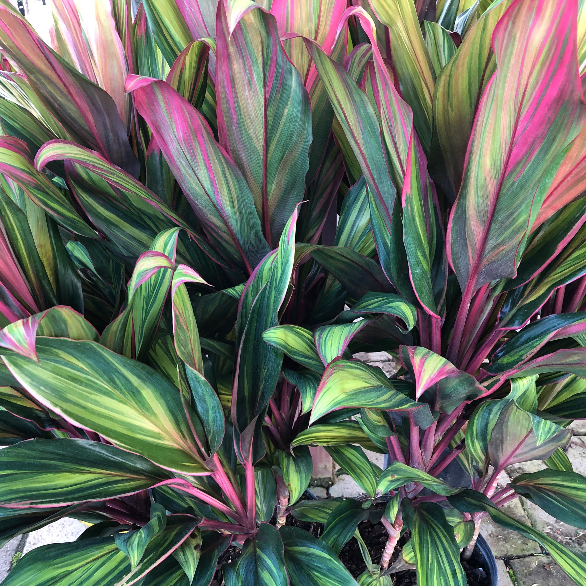 cordyline plant seeds Harlequin Cordyline Ti Plant Seeds