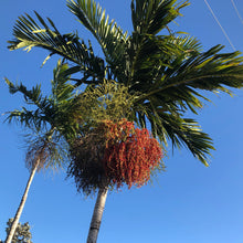 Load image into Gallery viewer, Alexander Palm Tree Seeds
