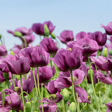 Load image into Gallery viewer, Hungarian Blue Poppy Flower Seeds
