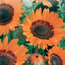 Load image into Gallery viewer, Venidium Orange Prince Sunflower Seeds
