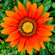 Load image into Gallery viewer, Venidium Orange Prince Sunflower Seeds
