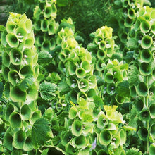Load image into Gallery viewer, Bells of Ireland Plant Seeds
