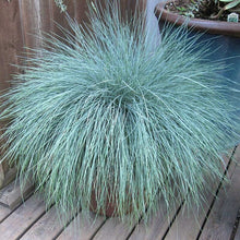 Load image into Gallery viewer, Elijah Blue Fescue Ornamental Grass Seeds
