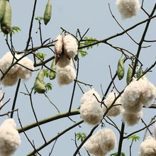 Load image into Gallery viewer, White Kapok Silk Cotton Tree Seeds
