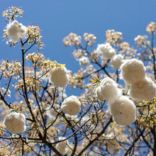 Load image into Gallery viewer, White Kapok Silk Cotton Tree Seeds
