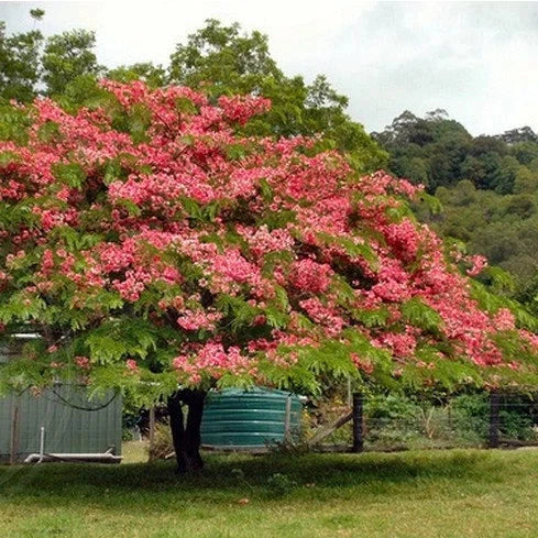 Apple Blossom Cassia Tree Seeds