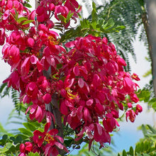 Load image into Gallery viewer, Apple Blossom Cassia Tree Seeds
