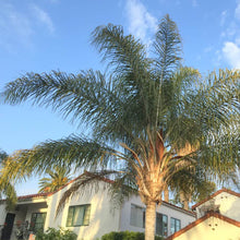 Load image into Gallery viewer, Queen Palm Tree Seeds
