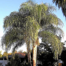 Load image into Gallery viewer, Queen Palm Tree Seeds
