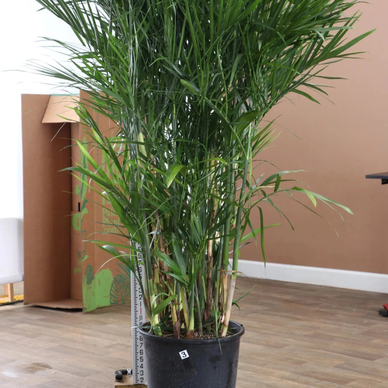 lucky bamboo plant seeds Bamboo Palm Tree Seeds – SEEDTOPIA