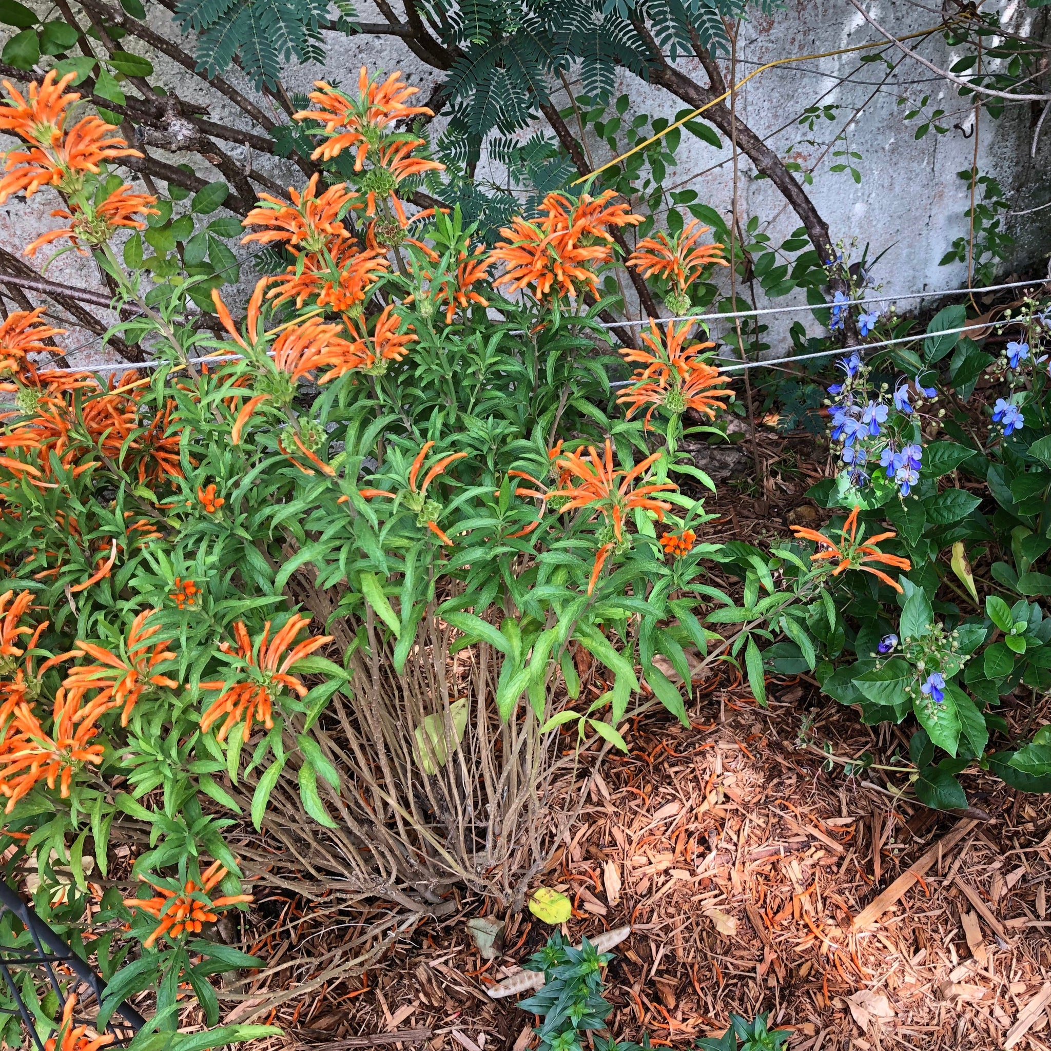 lion's ear plant seeds Lion's Ear Dagga Plant Seeds