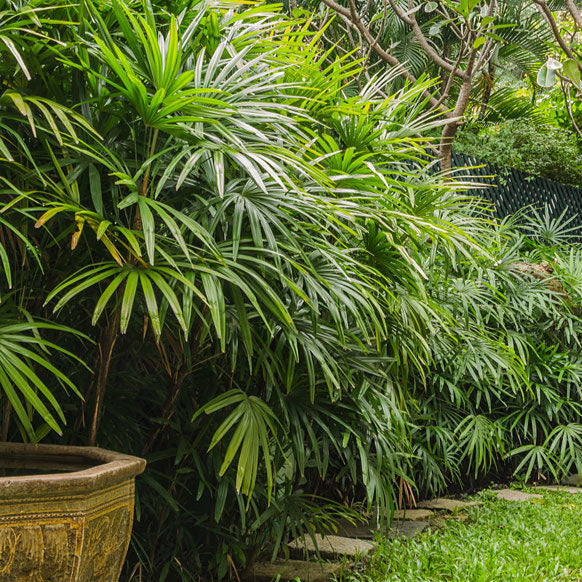 Lady Palm Tree Seeds