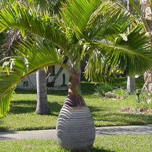 Load image into Gallery viewer, Bottle Palm Tree Seeds
