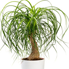 Load image into Gallery viewer, Ponytail Palm Tree Seeds
