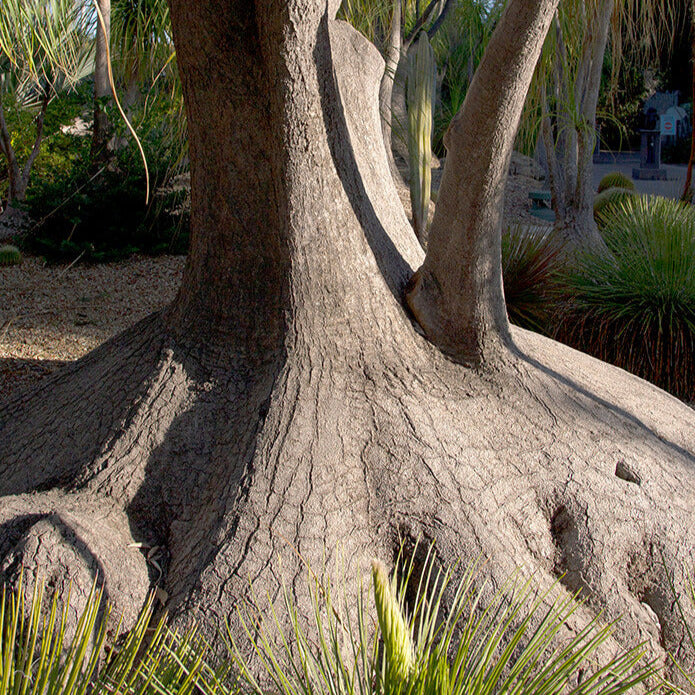 ponytail palm seeds Ponytail Palm Tree Seeds – SEEDTOPIA