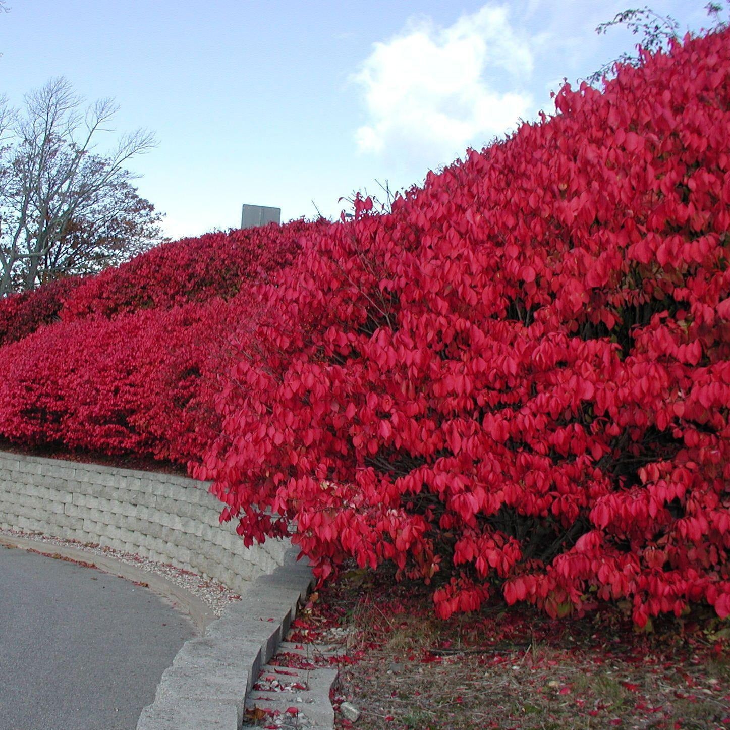 burning bush seeds planting Scarlet Red Burning Bush Seeds – SEEDTOPIA