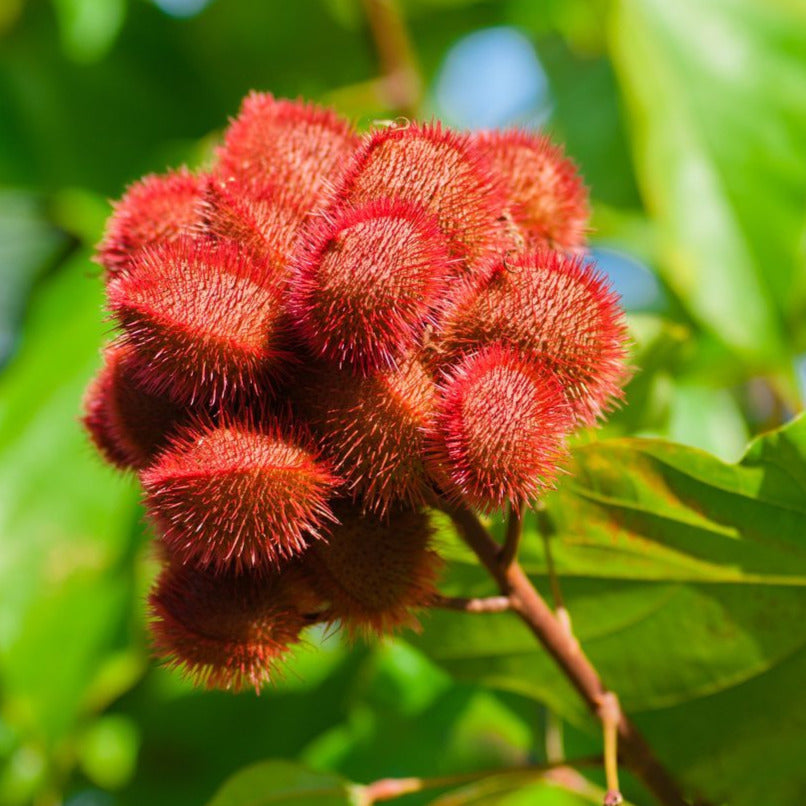 Achiote Lipstick Tree Seeds