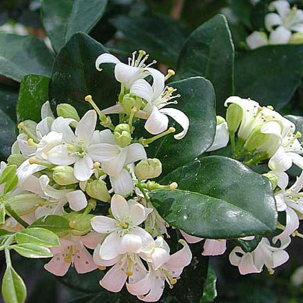 mogra plant seeds Lakeview Orange Jasmine Plant Seeds – SEEDTOPIA