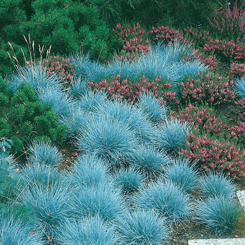 Elijah Blue Fescue Ornamental Grass Seeds