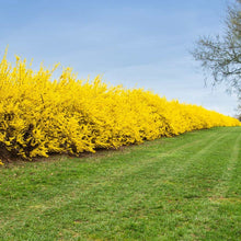 Load image into Gallery viewer, Weeping Forsythia Shrub Seeds
