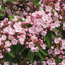 Load image into Gallery viewer, Mountain Laurel Flowering Shrub Seeds
