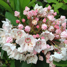 Load image into Gallery viewer, Mountain Laurel Flowering Shrub Seeds
