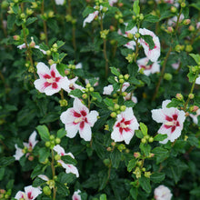 Load image into Gallery viewer, White Rose of Sharon Hibiscus Plant Seeds
