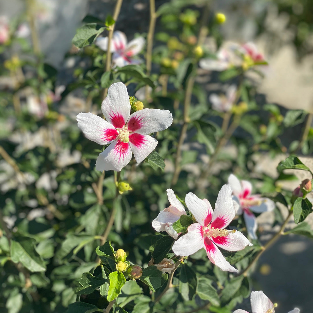 rose of sharon hibiscus seeds White Rose of Sharon Hibiscus Plant Seeds – SEEDTOPIA