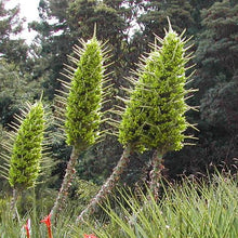 Load image into Gallery viewer, Chilean Puya Plant Seeds
