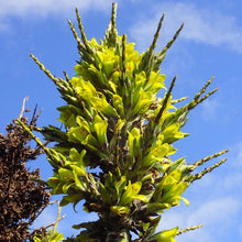 Load image into Gallery viewer, Chilean Puya Plant Seeds
