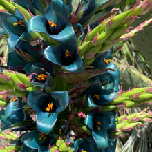 Load image into Gallery viewer, Sapphire Tower Puya Plant Seeds

